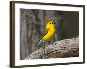 Prothonotary Warbler, Texas, USA-Larry Ditto-Framed Photographic Print