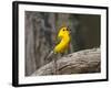 Prothonotary Warbler, Texas, USA-Larry Ditto-Framed Photographic Print