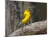 Prothonotary Warbler, Texas, USA-Larry Ditto-Mounted Photographic Print