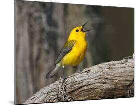 Prothonotary Warbler, Texas, USA-Larry Ditto-Mounted Photographic Print