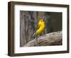 Prothonotary Warbler, Texas, USA-Larry Ditto-Framed Photographic Print