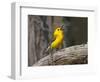 Prothonotary Warbler, Texas, USA-Larry Ditto-Framed Photographic Print