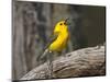 Prothonotary Warbler, Texas, USA-Larry Ditto-Mounted Photographic Print