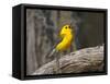 Prothonotary Warbler, Texas, USA-Larry Ditto-Framed Stretched Canvas