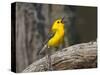 Prothonotary Warbler, Texas, USA-Larry Ditto-Stretched Canvas