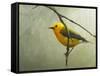 Prothonotary Warbler-Chris Vest-Framed Stretched Canvas