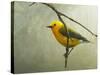 Prothonotary Warbler-Chris Vest-Stretched Canvas