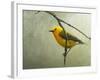 Prothonotary Warbler-Chris Vest-Framed Art Print