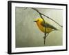 Prothonotary Warbler-Chris Vest-Framed Art Print