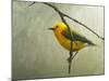 Prothonotary Warbler-Chris Vest-Mounted Art Print