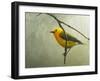 Prothonotary Warbler-Chris Vest-Framed Art Print