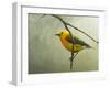 Prothonotary Warbler-Chris Vest-Framed Art Print