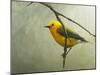 Prothonotary Warbler-Chris Vest-Mounted Art Print