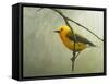 Prothonotary Warbler-Chris Vest-Framed Stretched Canvas