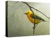 Prothonotary Warbler-Chris Vest-Stretched Canvas