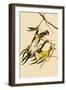 Prothonotary Warblers-John James Audubon-Framed Giclee Print