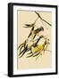 Prothonotary Warblers-John James Audubon-Framed Giclee Print
