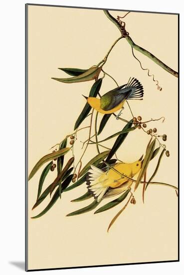 Prothonotary Warblers-John James Audubon-Mounted Giclee Print