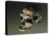 Proto Cro-Magnon Type Skull of Homo Sapiens, from Qafzeh, Israel-null-Stretched Canvas