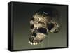 Proto Cro-Magnon Type Skull of Homo Sapiens, from Qafzeh, Israel-null-Framed Stretched Canvas