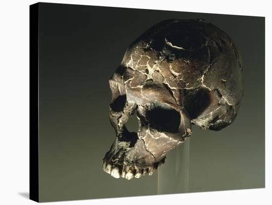 Proto Cro-Magnon Type Skull of Homo Sapiens, from Qafzeh, Israel-null-Stretched Canvas