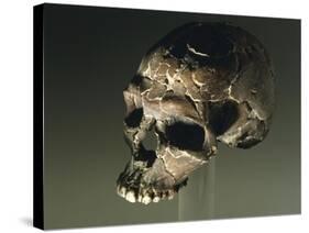Proto Cro-Magnon Type Skull of Homo Sapiens, from Qafzeh, Israel-null-Stretched Canvas