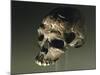 Proto Cro-Magnon Type Skull of Homo Sapiens, from Qafzeh, Israel-null-Mounted Giclee Print