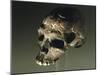 Proto Cro-Magnon Type Skull of Homo Sapiens, from Qafzeh, Israel-null-Mounted Giclee Print