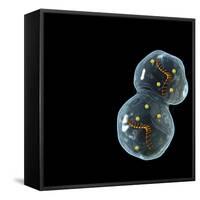 Protocell Proliferation, Artwork-Henning Dalhoff-Framed Stretched Canvas