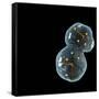 Protocell Proliferation, Artwork-Henning Dalhoff-Framed Stretched Canvas