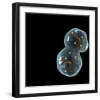 Protocell Proliferation, Artwork-Henning Dalhoff-Framed Premium Photographic Print