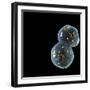 Protocell Proliferation, Artwork-Henning Dalhoff-Framed Premium Photographic Print