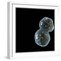 Protocell Proliferation, Artwork-Henning Dalhoff-Framed Premium Photographic Print