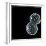 Protocell Proliferation, Artwork-Henning Dalhoff-Framed Premium Photographic Print