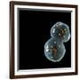 Protocell Proliferation, Artwork-Henning Dalhoff-Framed Photographic Print