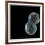 Protocell Proliferation, Artwork-Henning Dalhoff-Framed Photographic Print