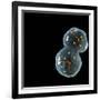 Protocell Proliferation, Artwork-Henning Dalhoff-Framed Photographic Print