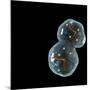 Protocell Proliferation, Artwork-Henning Dalhoff-Mounted Photographic Print