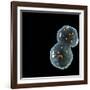 Protocell Proliferation, Artwork-Henning Dalhoff-Framed Photographic Print