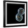 Protocell Proliferation, Artwork-Henning Dalhoff-Framed Photographic Print