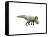 Protoceratops Dinosaur-null-Framed Stretched Canvas