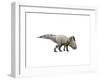 Protoceratops Dinosaur-null-Framed Art Print