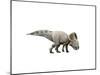 Protoceratops Dinosaur-null-Mounted Art Print