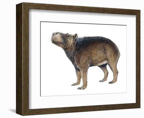 Protohydrochoerus Giant Capybara-null-Framed Photographic Print