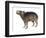 Protohydrochoerus Giant Capybara-null-Framed Photographic Print