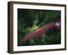 Protostellar Disk-Stocktrek Images-Framed Photographic Print