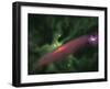 Protostellar Disk-Stocktrek Images-Framed Photographic Print