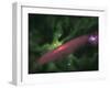 Protostellar Disk-Stocktrek Images-Framed Photographic Print