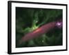 Protostellar Disk-Stocktrek Images-Framed Photographic Print