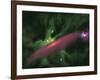 Protostellar Disk-Stocktrek Images-Framed Photographic Print